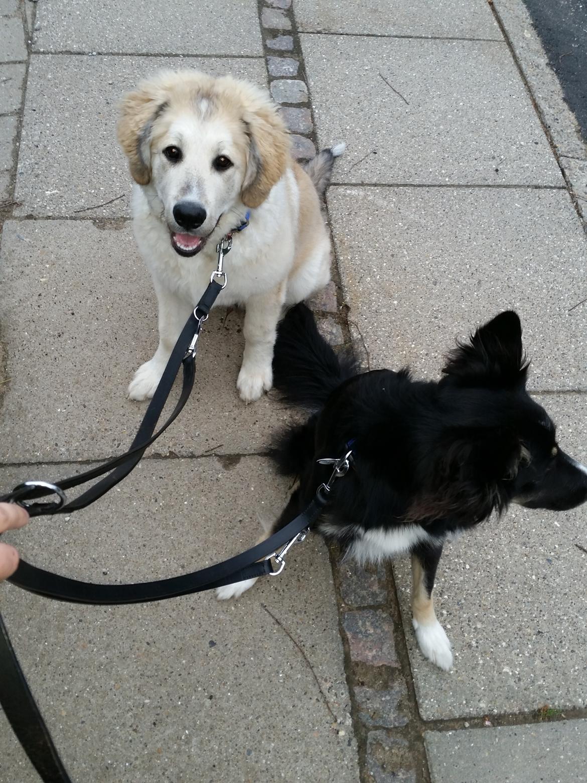 Blanding af racer Bimse billede 28