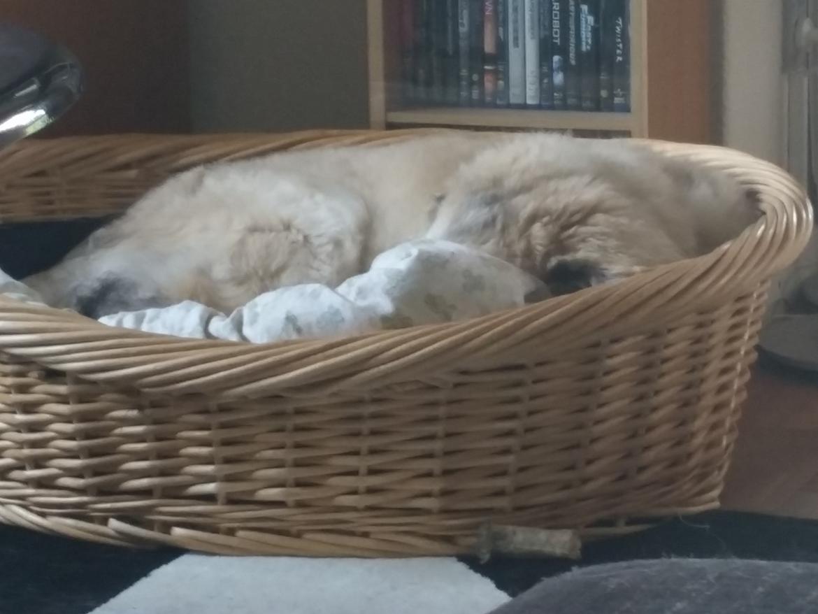 Blanding af racer Bimse billede 29