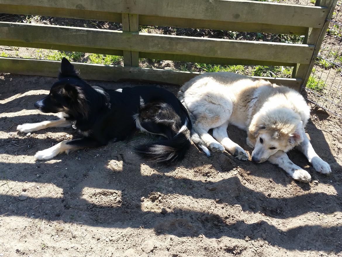 Blanding af racer Bimse billede 30