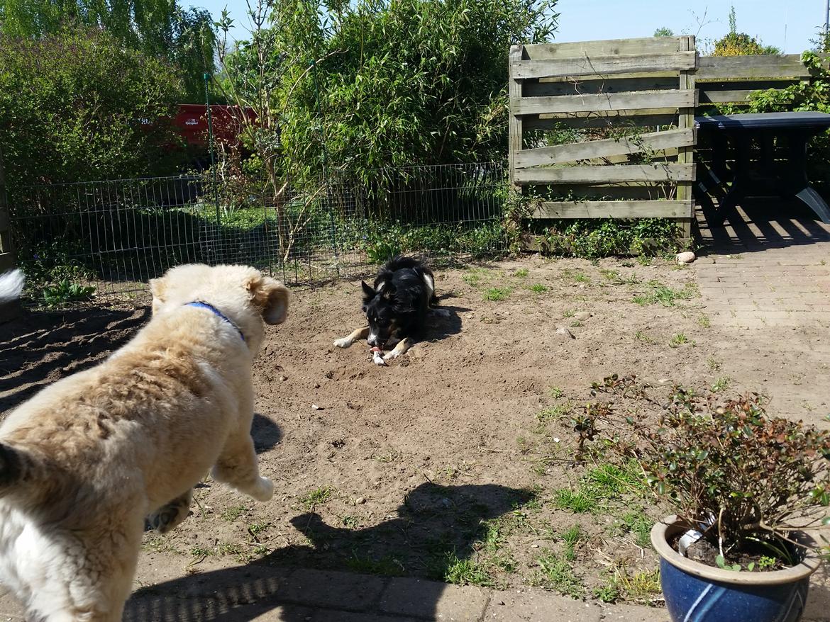 Blanding af racer Bimse billede 31