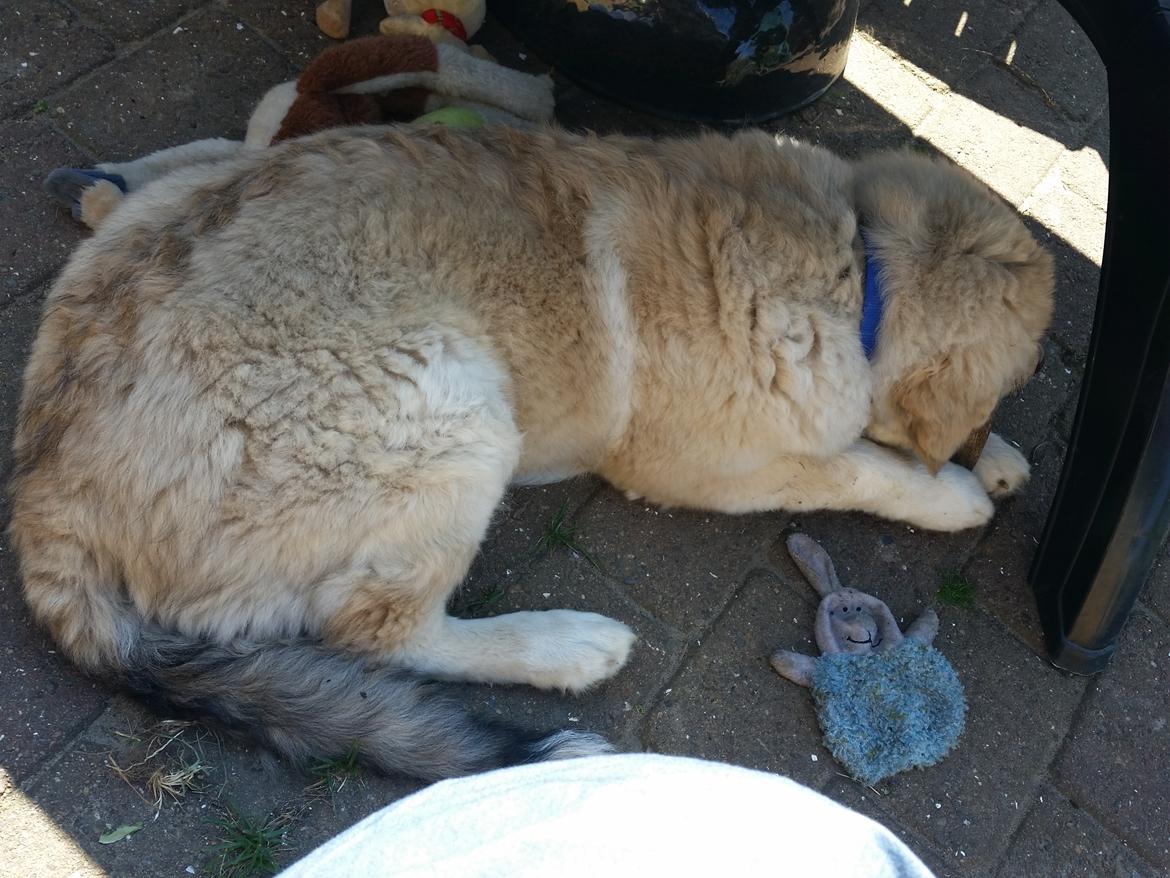 Blanding af racer Bimse billede 32