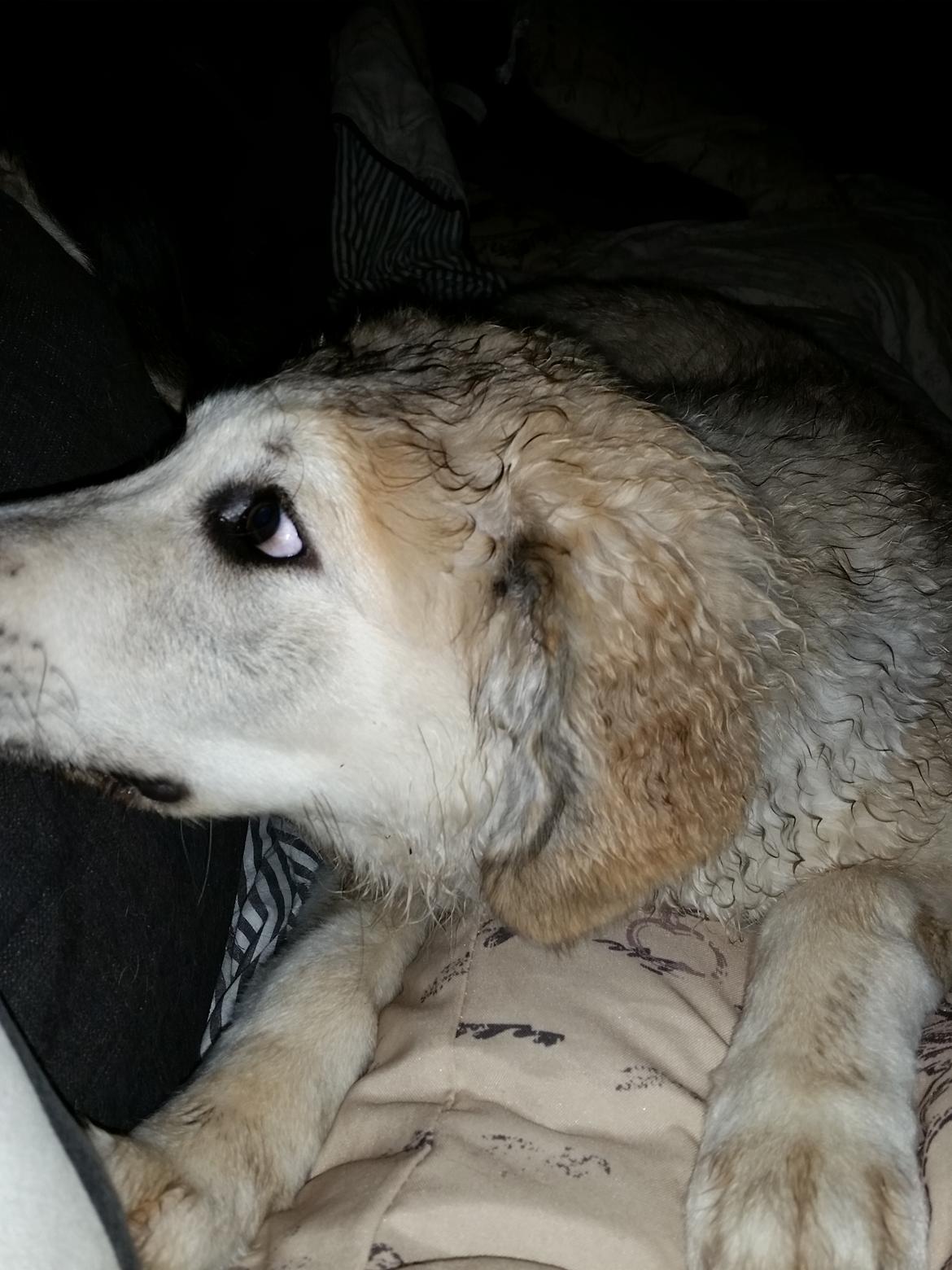 Blanding af racer Bimse billede 33