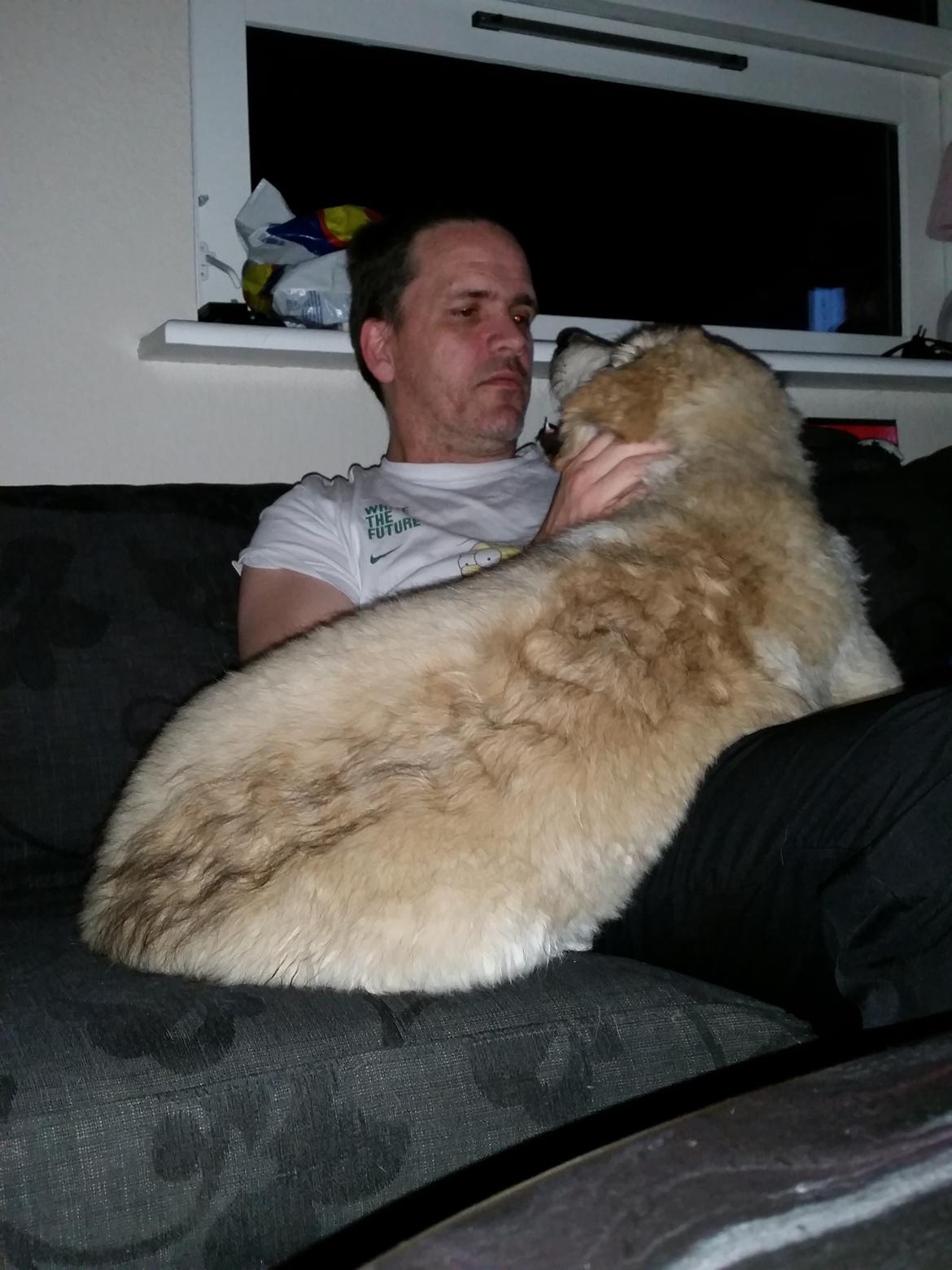 Blanding af racer Bimse billede 34