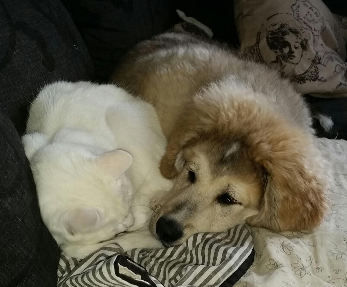 Blanding af racer Bimse billede 35