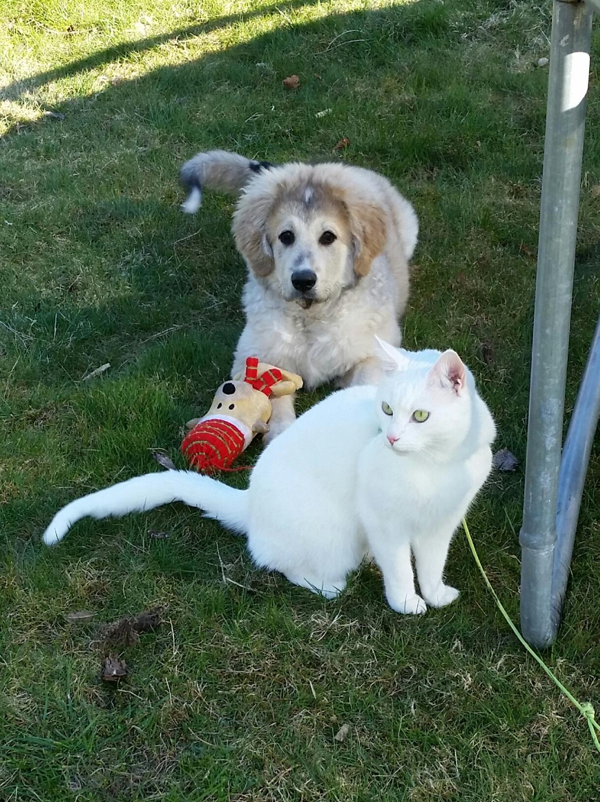 Blanding af racer Bimse billede 36