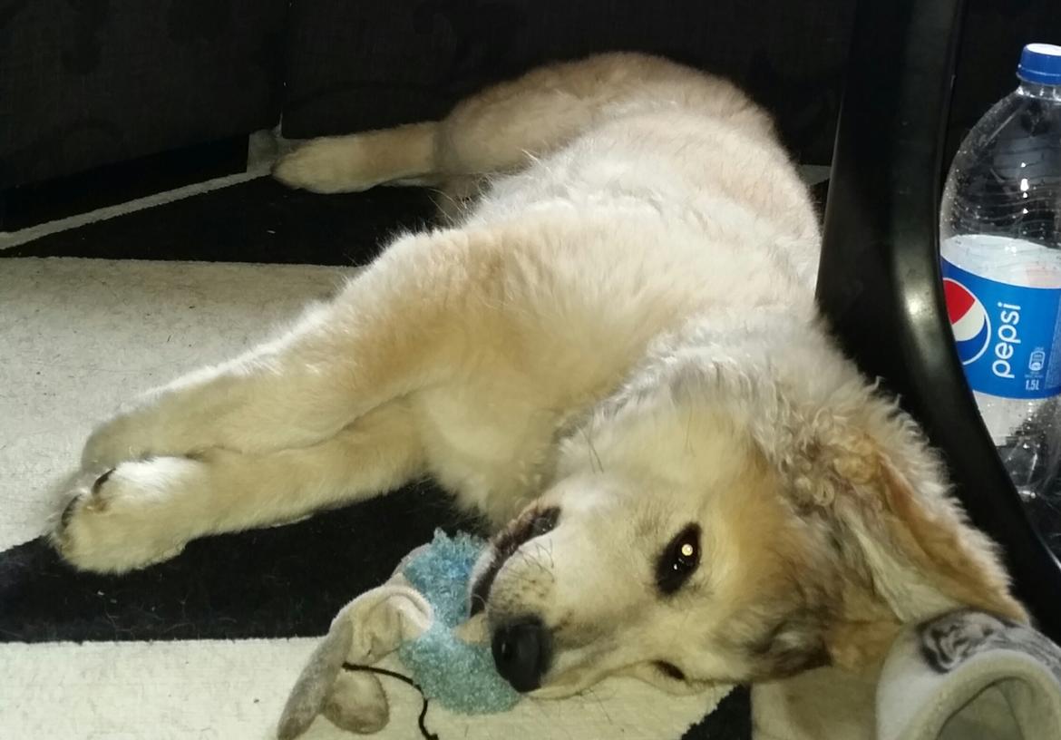 Blanding af racer Bimse billede 37