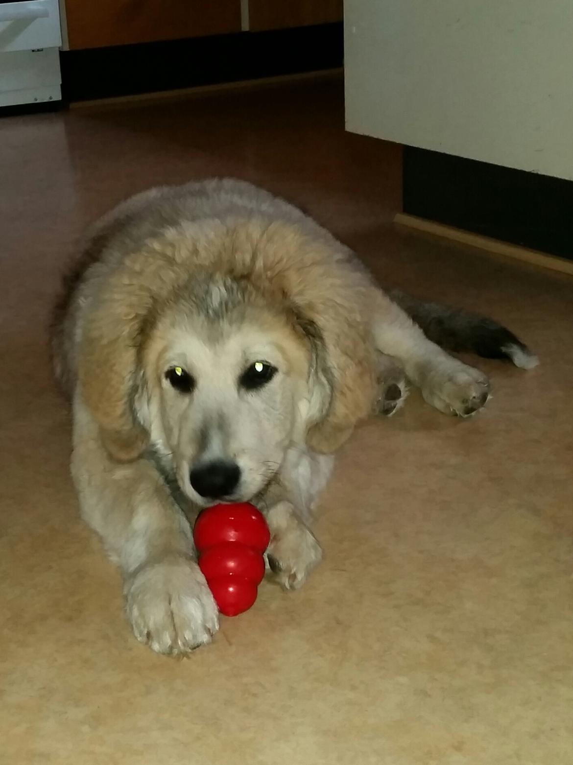 Blanding af racer Bimse billede 38