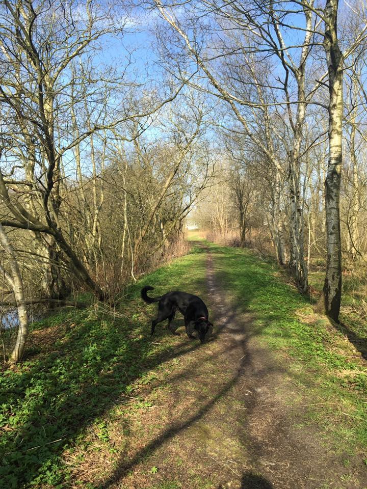 Blanding af racer Santos billede 3