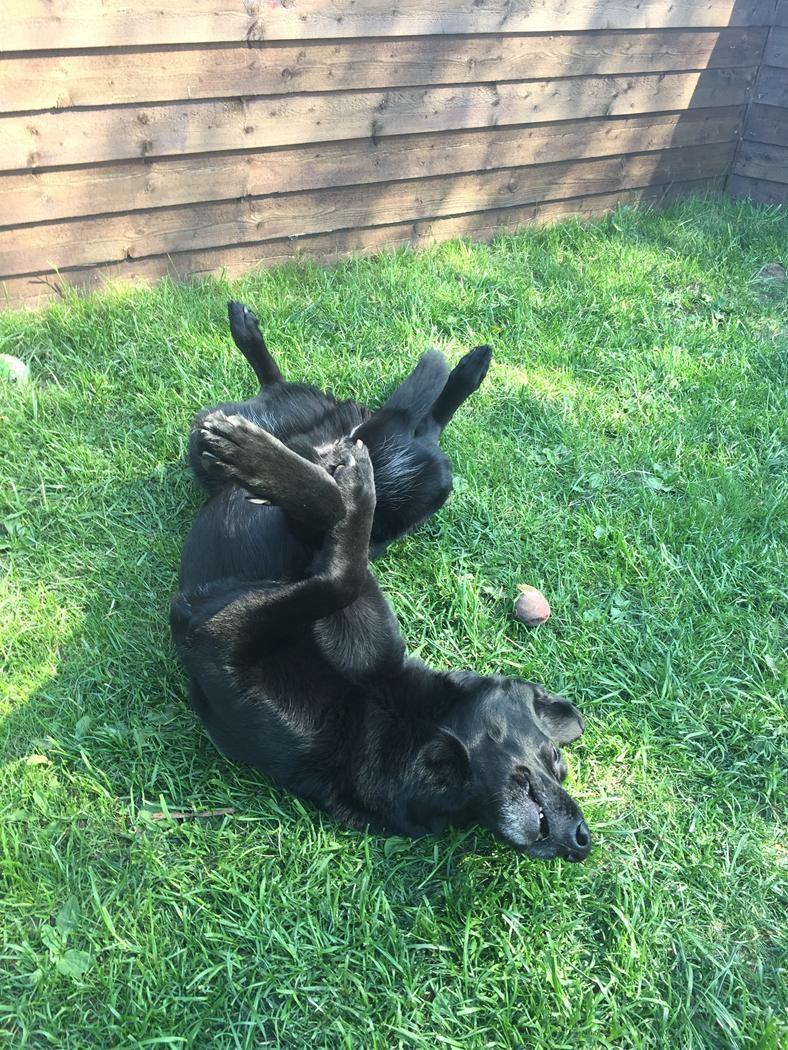 Blanding af racer Santos billede 6