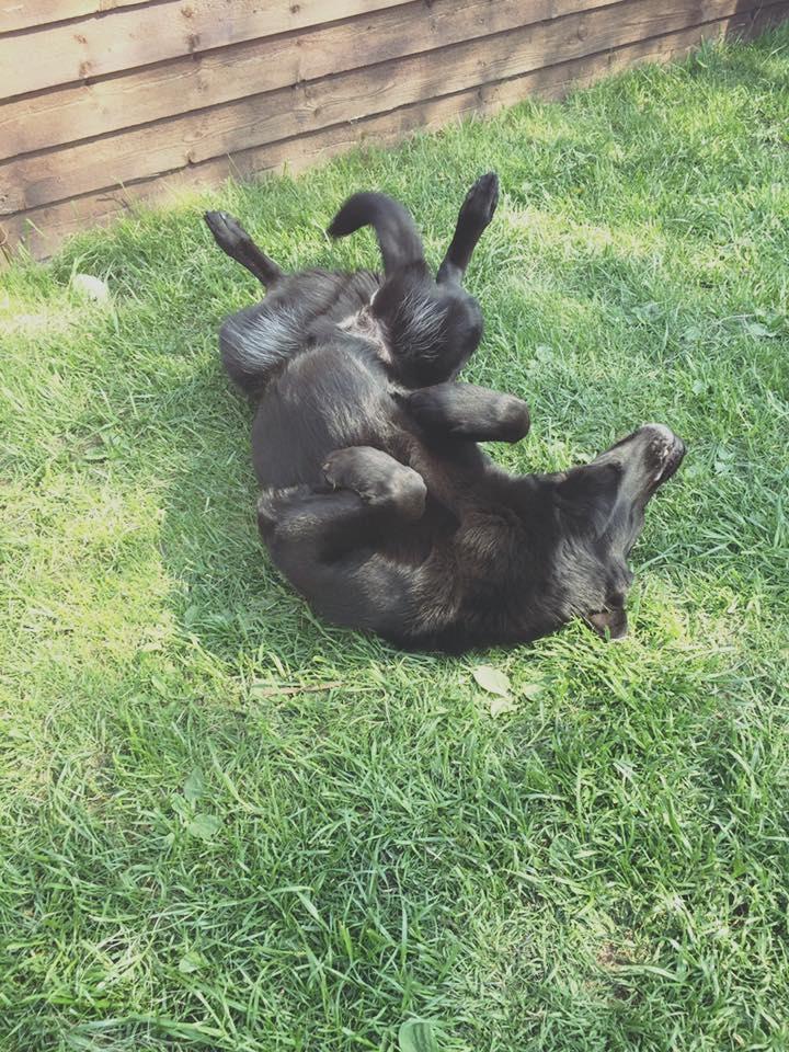 Blanding af racer Santos billede 4