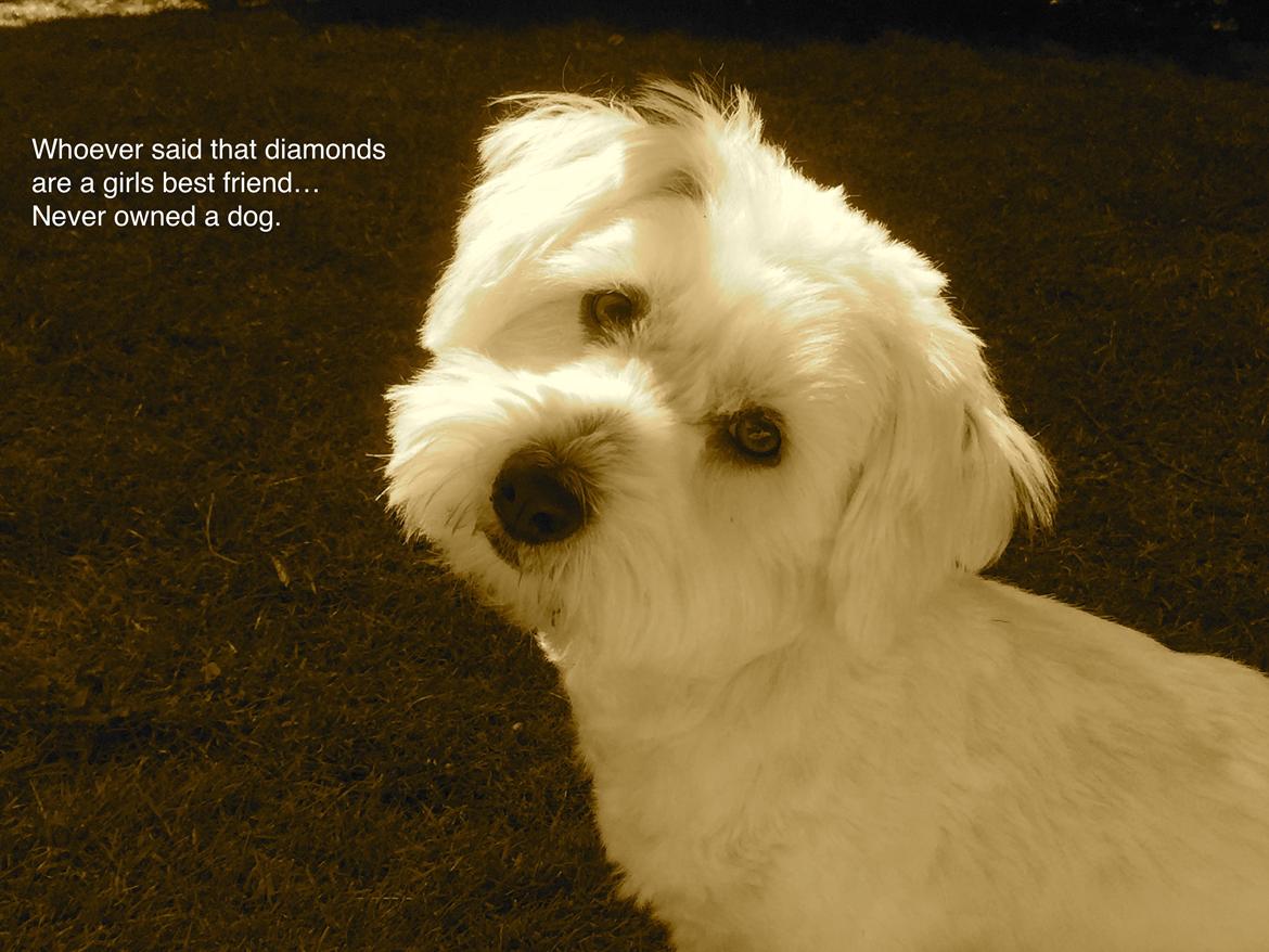 Coton de tulear Molly billede 16