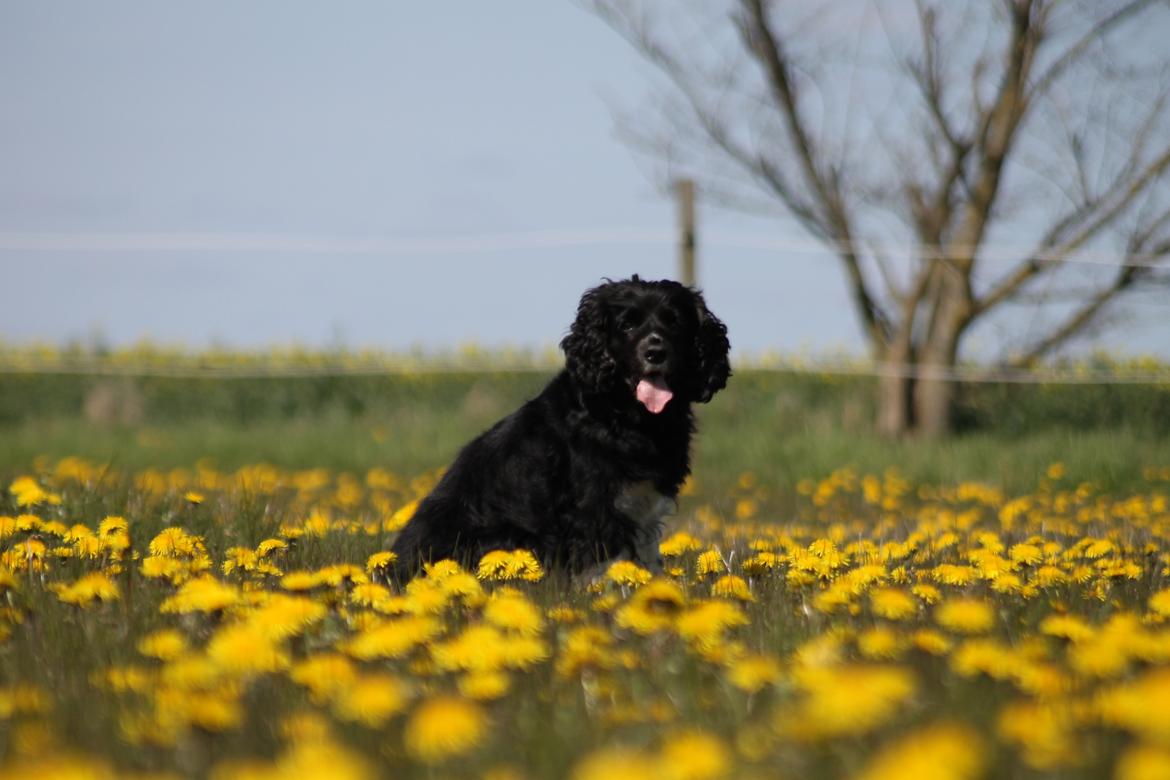 Blanding af racer Cleo billede 3