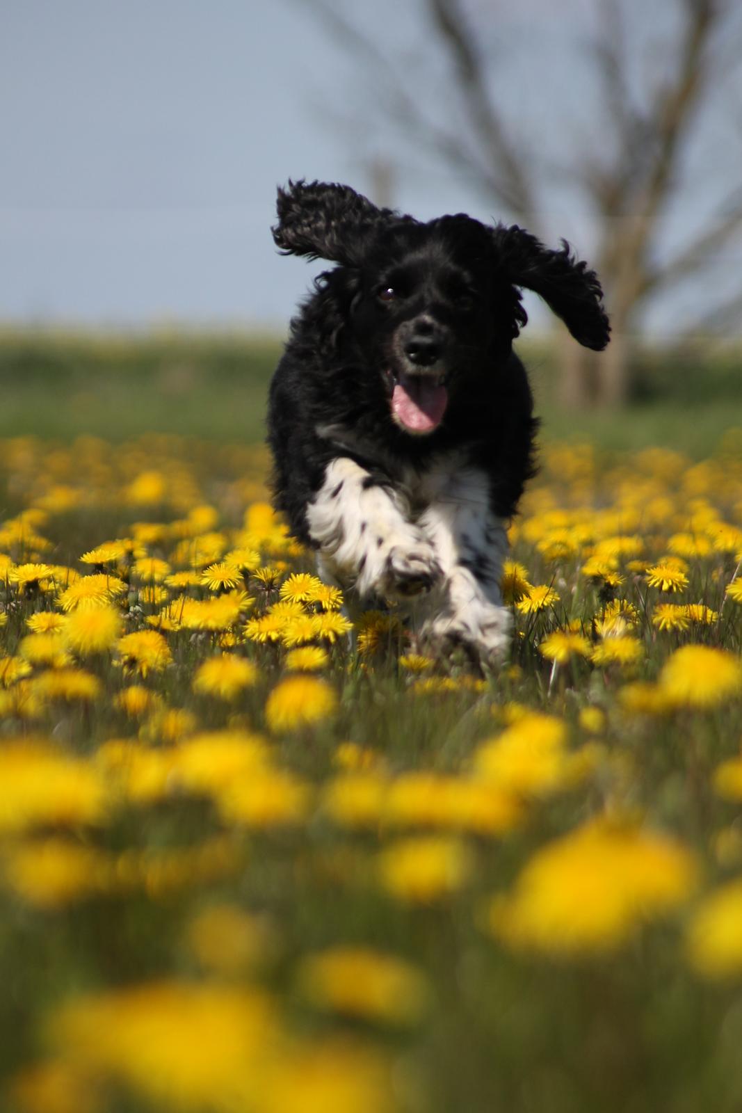 Blanding af racer Cleo billede 4