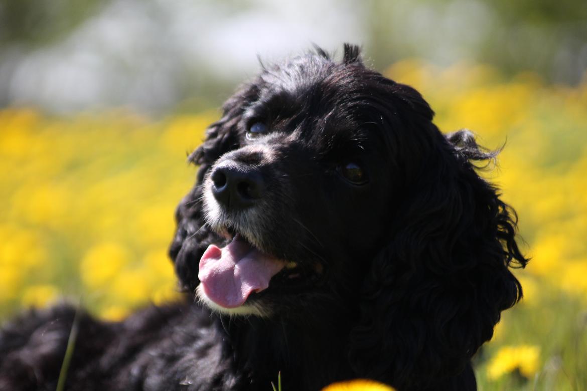 Blanding af racer Cleo billede 5