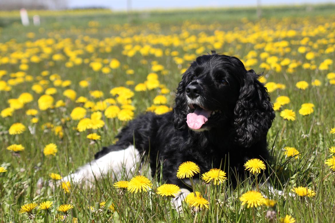 Blanding af racer Cleo billede 6