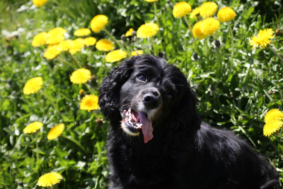 Blanding af racer Cleo billede 7