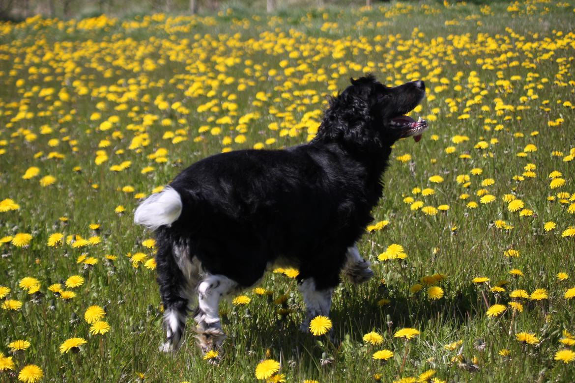 Blanding af racer Cleo billede 2