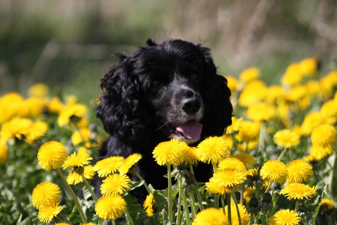 Blanding af racer Cleo billede 8