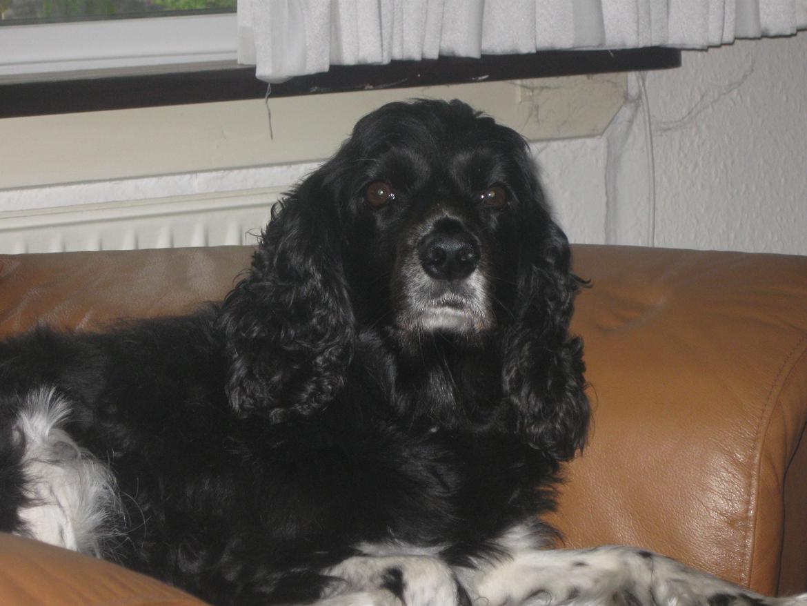 Blanding af racer Cleo billede 10