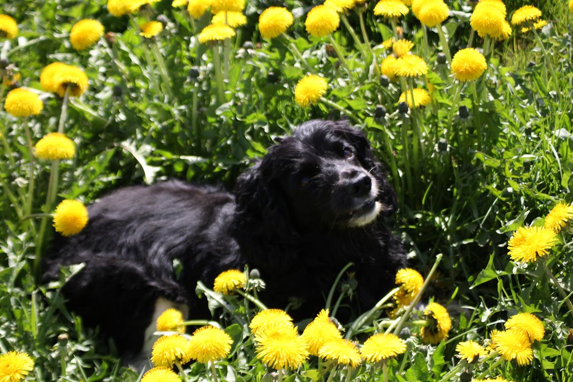 Blanding af racer Cleo billede 9