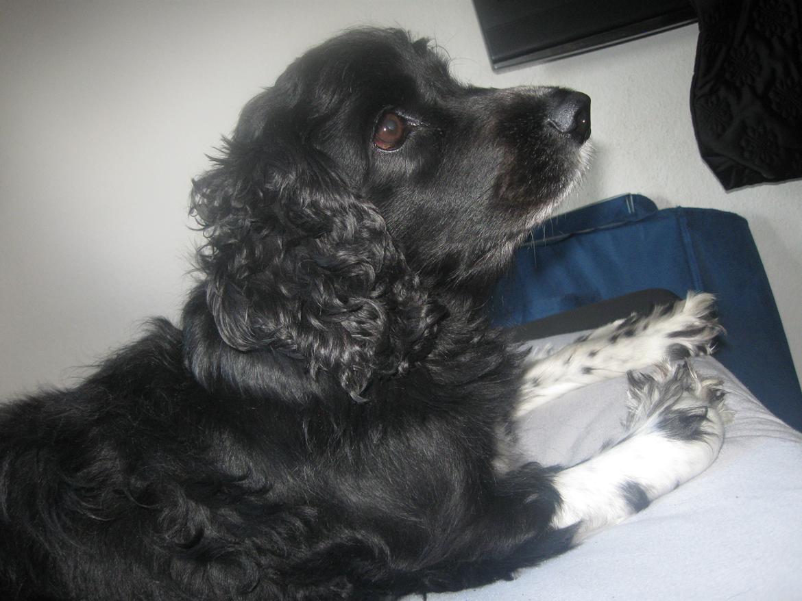 Blanding af racer Cleo billede 12