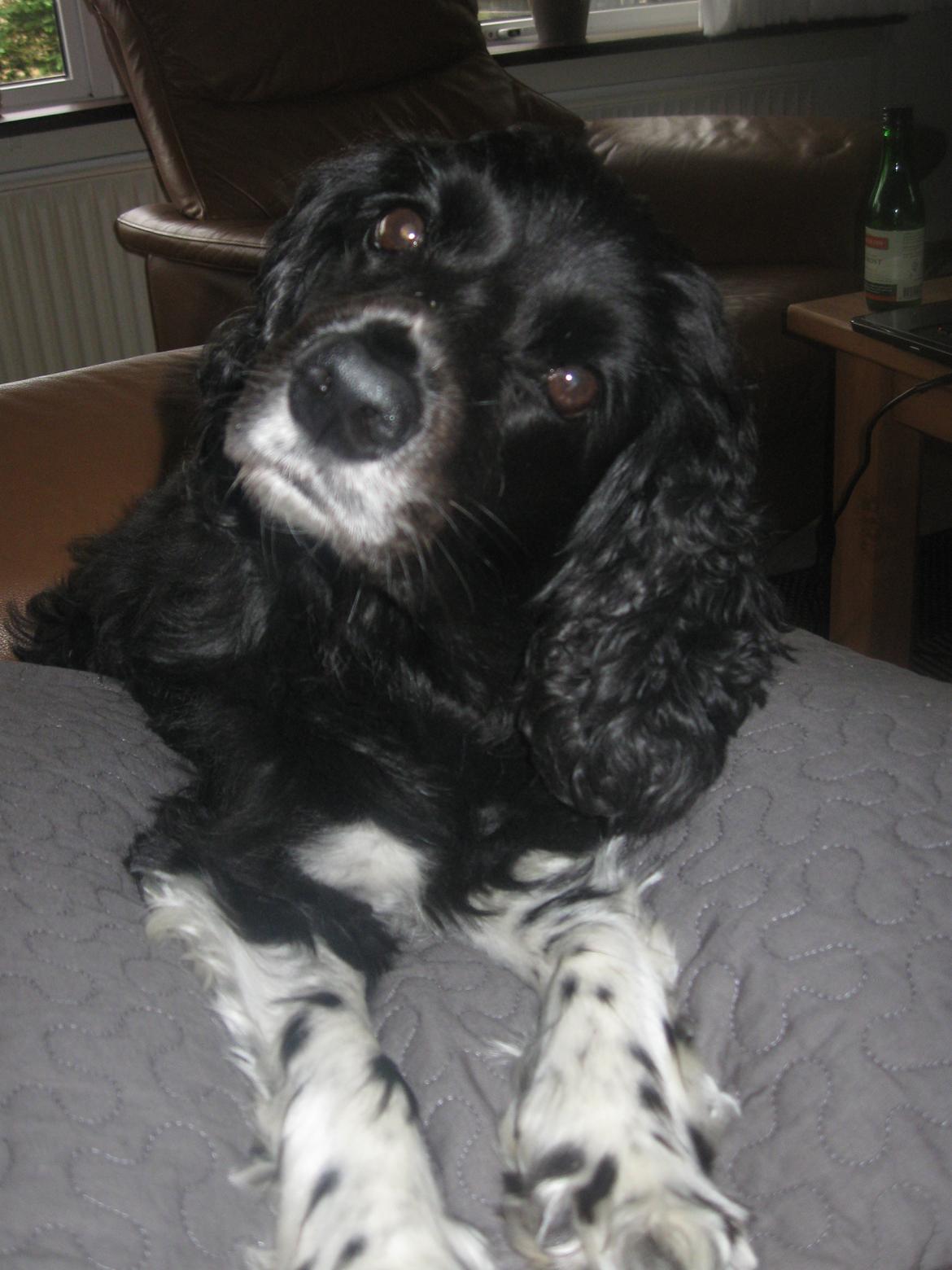 Blanding af racer Cleo billede 11