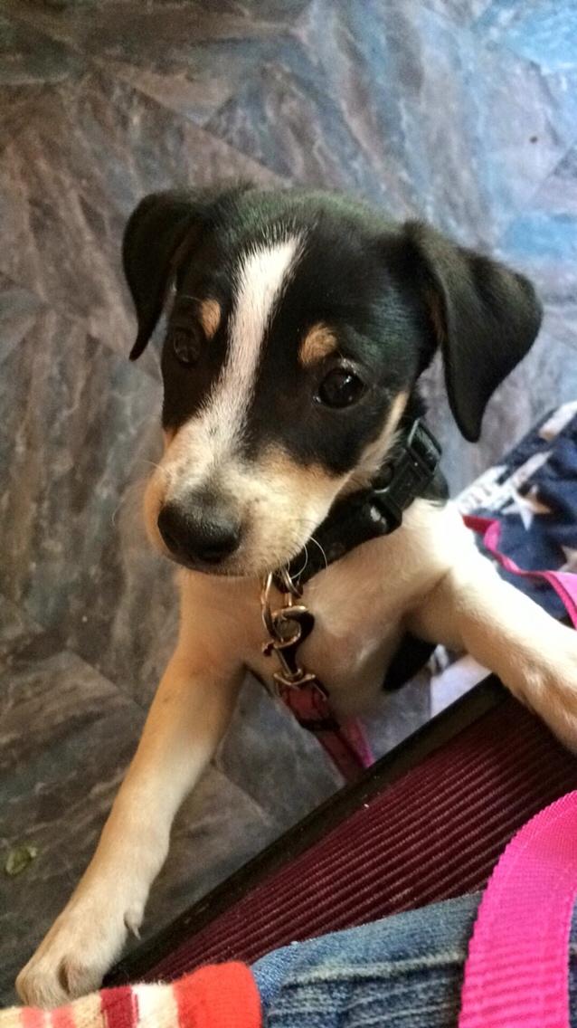 Dansk svensk gaardhund Ezio billede 1