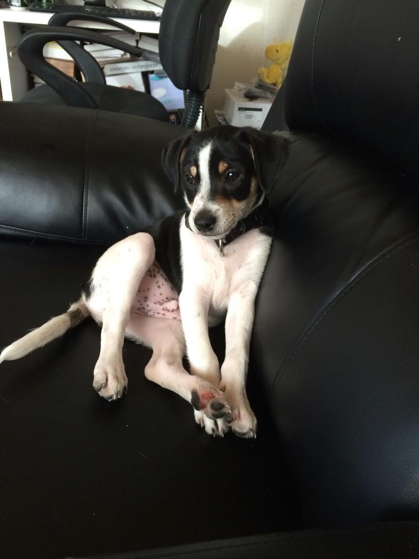 Dansk svensk gaardhund Ezio billede 3