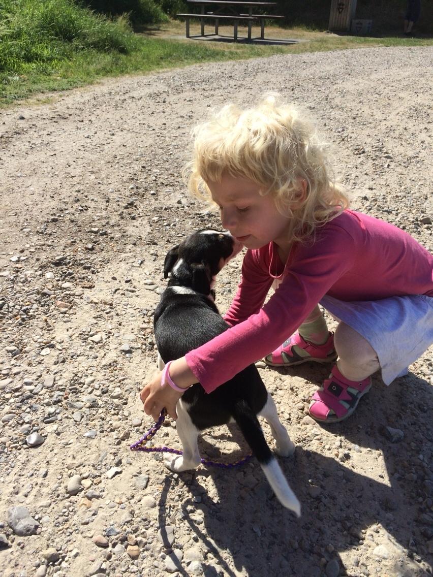 Dansk svensk gaardhund Ezio billede 4