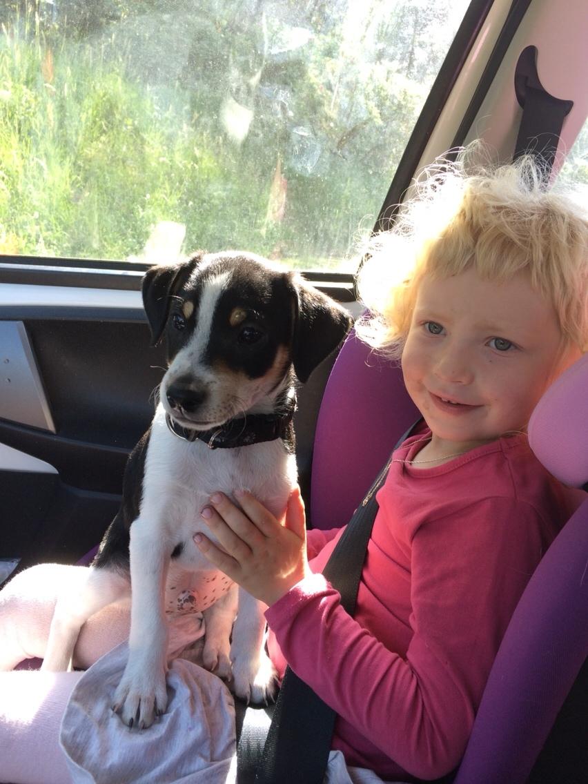 Dansk svensk gaardhund Ezio billede 2