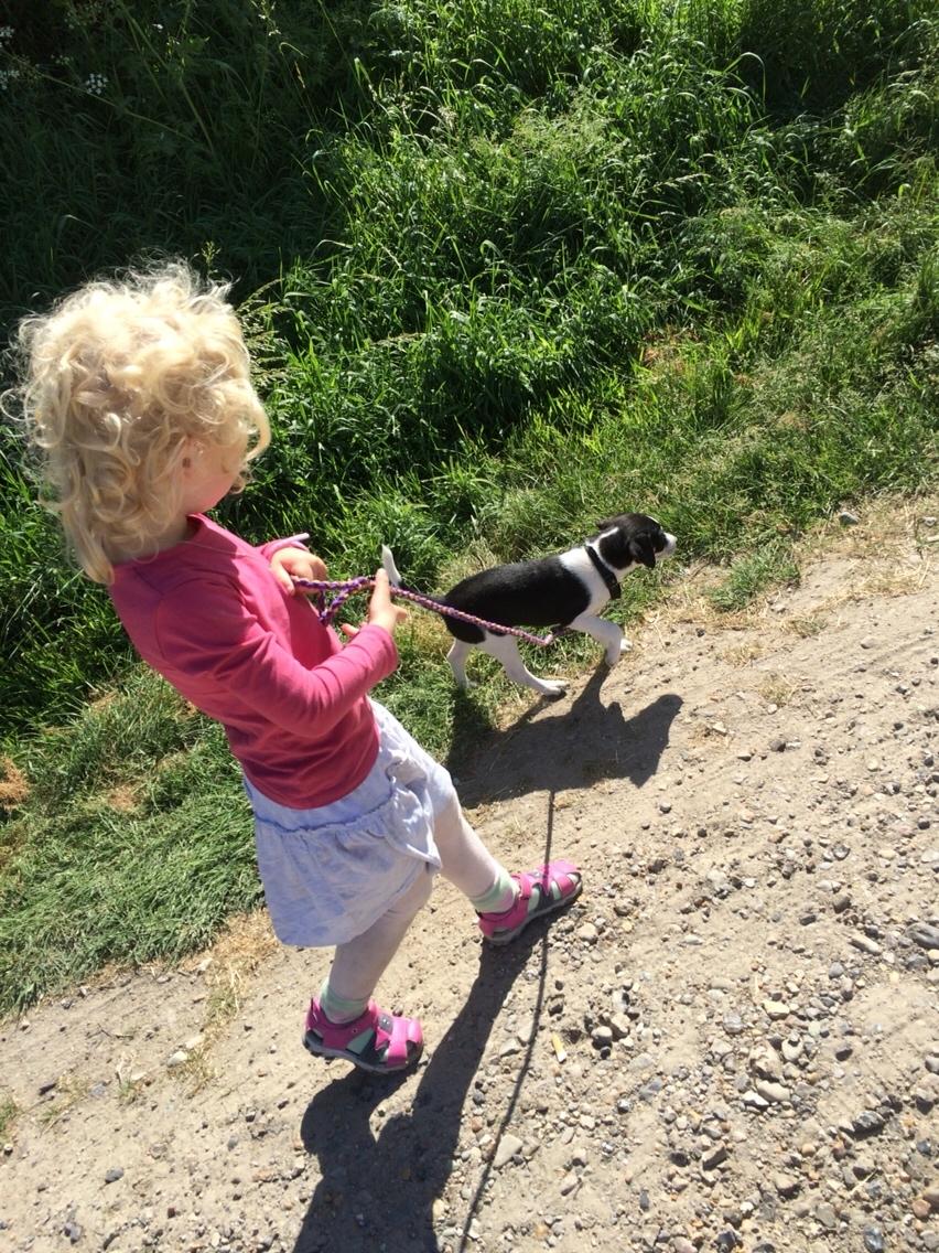 Dansk svensk gaardhund Ezio billede 5