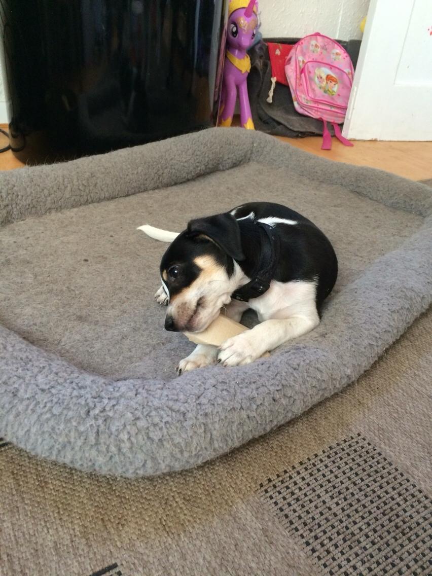 Dansk svensk gaardhund Ezio billede 7