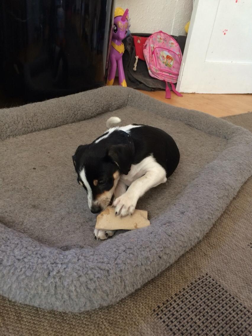 Dansk svensk gaardhund Ezio billede 6