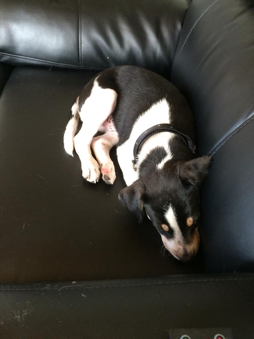 Dansk svensk gaardhund Ezio billede 8