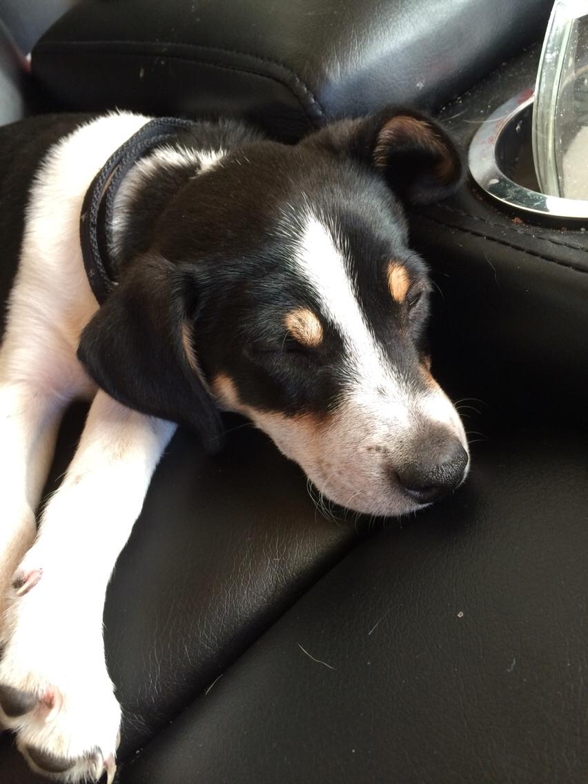 Dansk svensk gaardhund Ezio billede 9