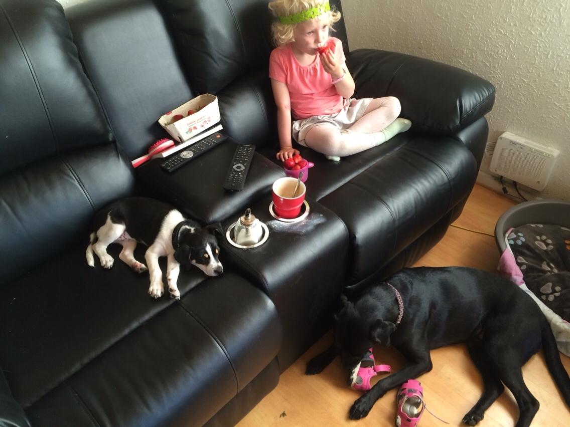 Dansk svensk gaardhund Ezio billede 10