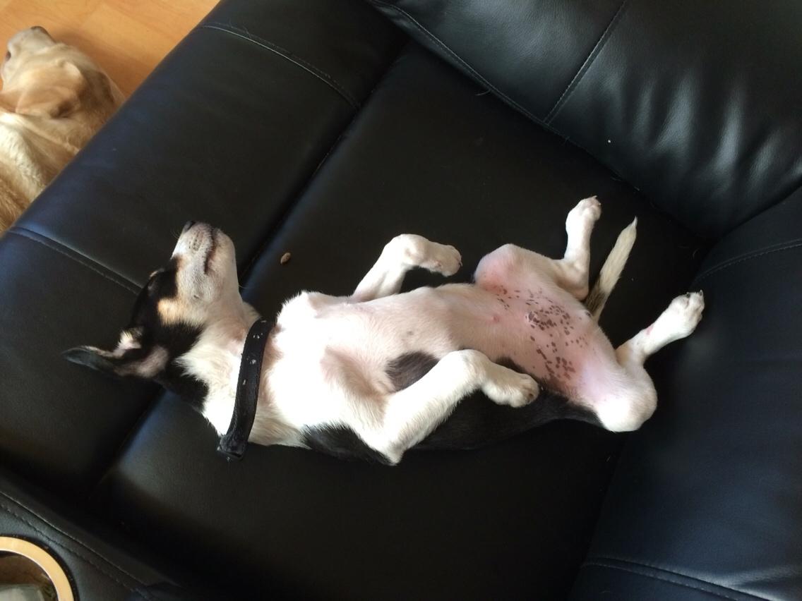 Dansk svensk gaardhund Ezio billede 11