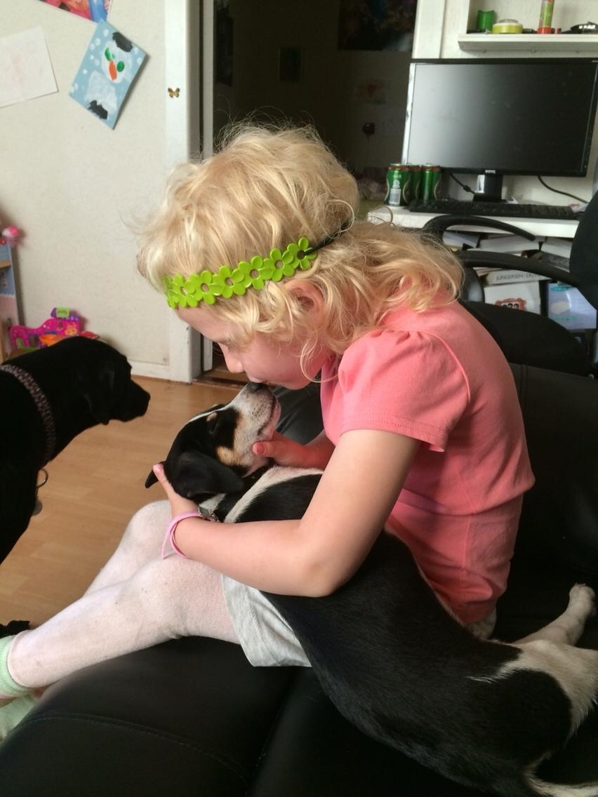 Dansk svensk gaardhund Ezio billede 12