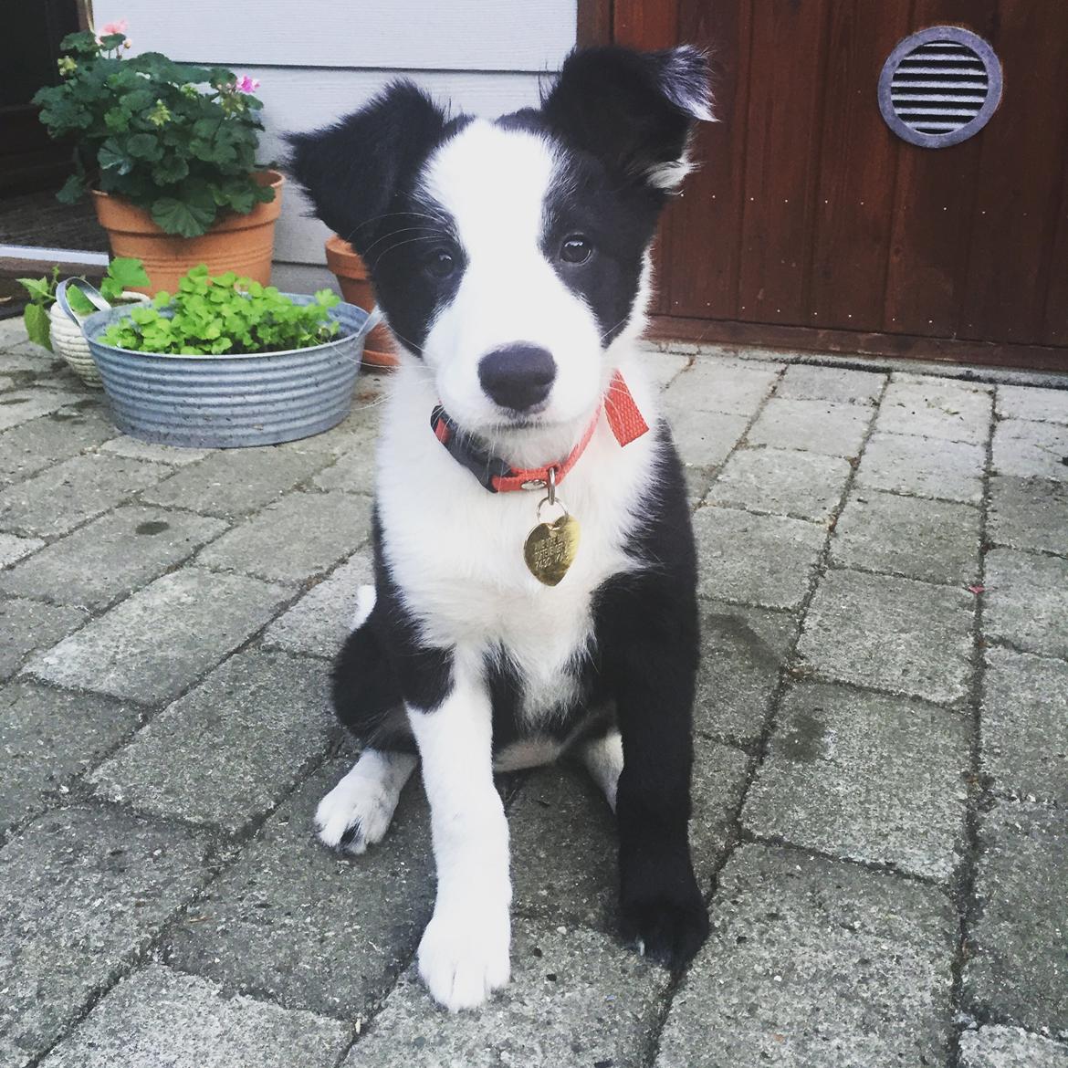 Border collie Hollie - Hollie 11 uger billede 14