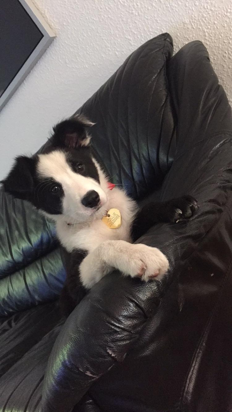 Border collie Hollie - Én kan selv komme op i sofaen... Tsk tsk billede 22