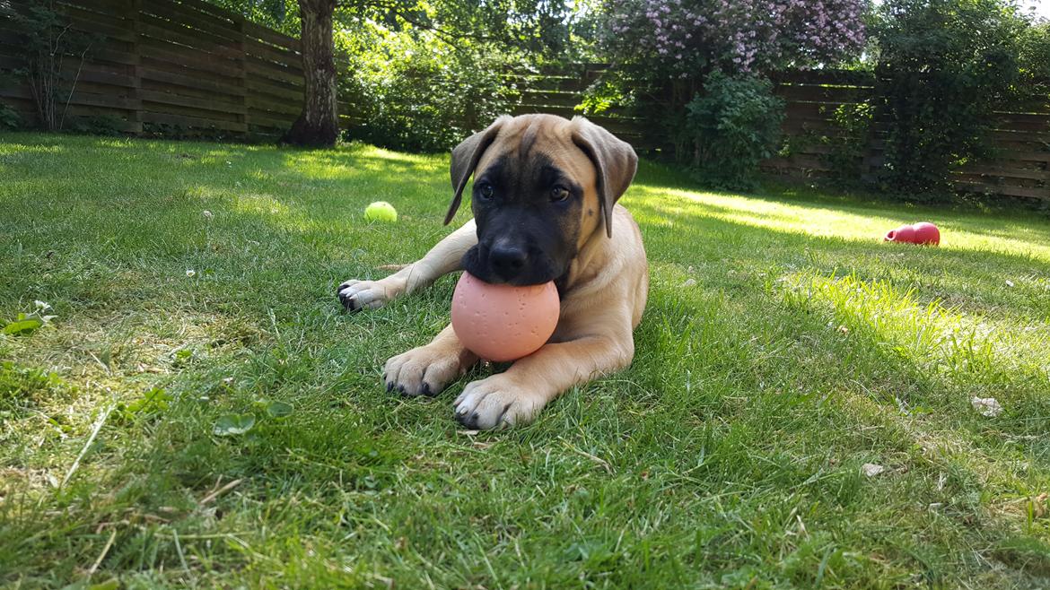 Perro de Presa Canario Crystal Fuerza Bull (Mina) - Crystal Fuerza Bull billede 31