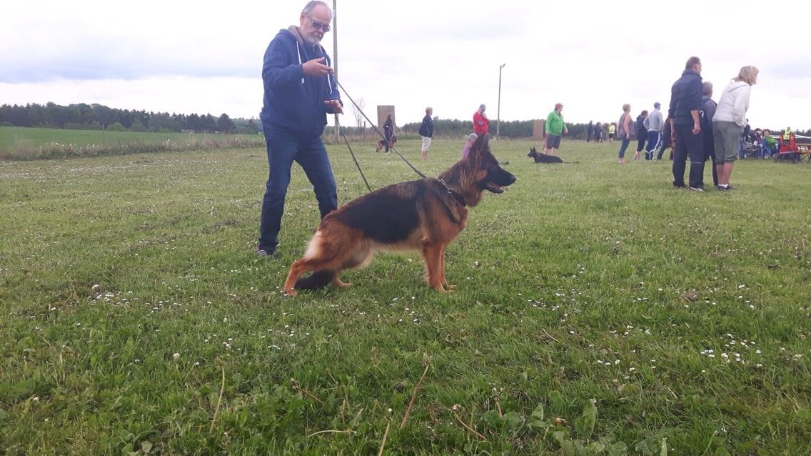 Schæferhund Nikita billede 38