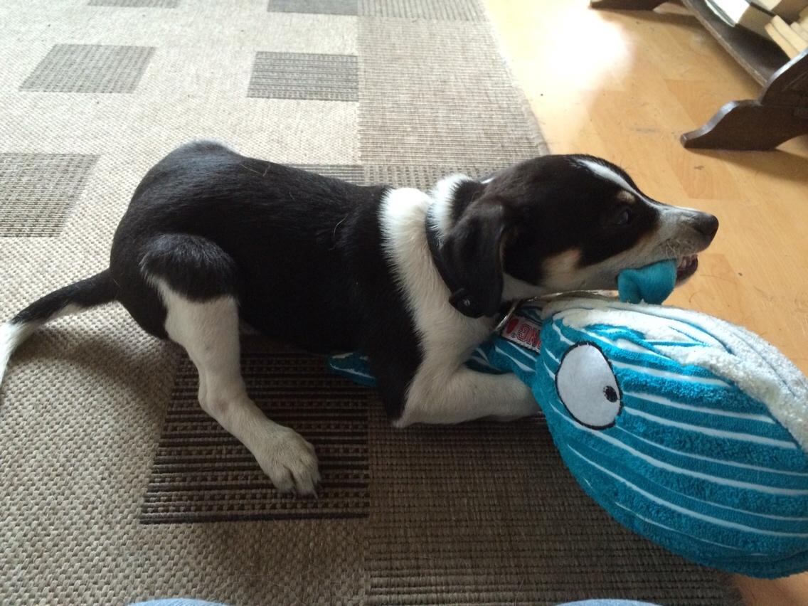 Dansk svensk gaardhund Ezio billede 13