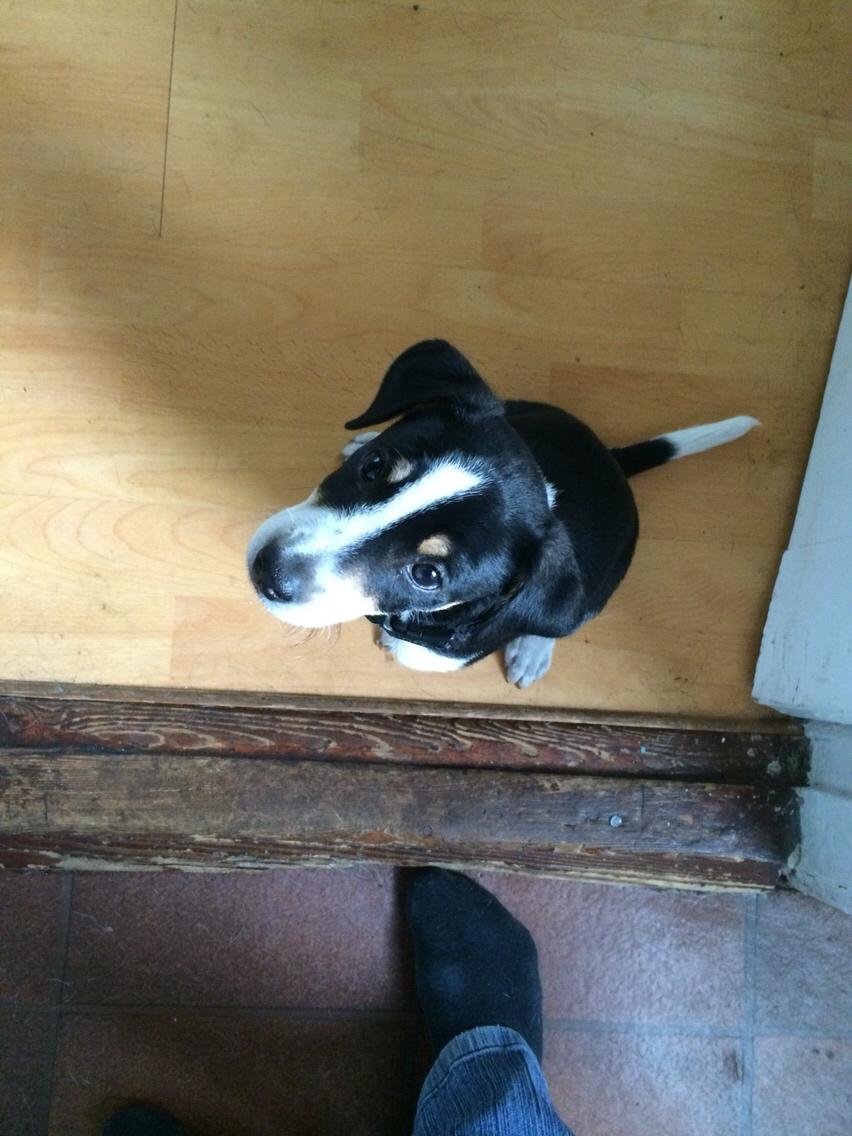 Dansk svensk gaardhund Ezio billede 14