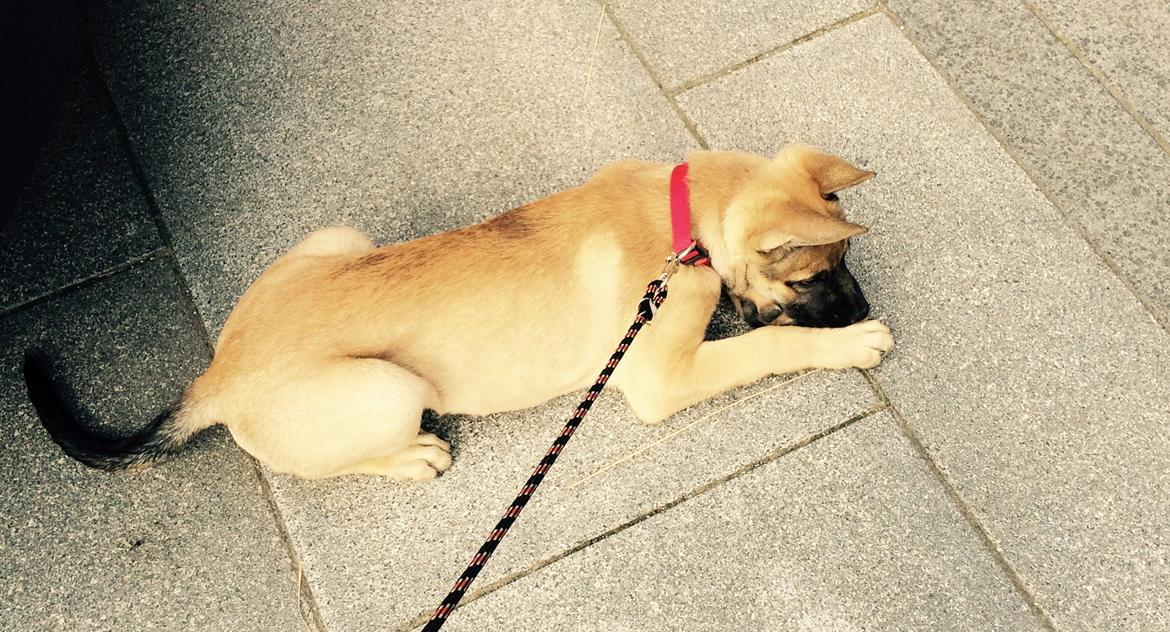 Schæferhund Chino billede 10