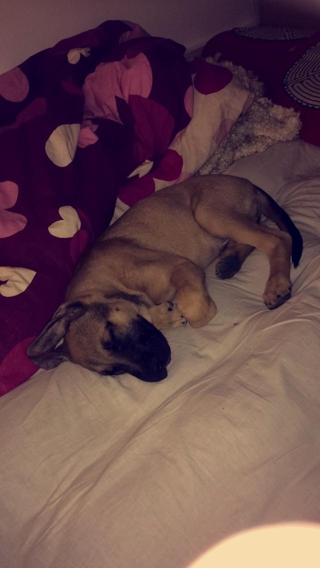 Schæferhund Chino billede 11