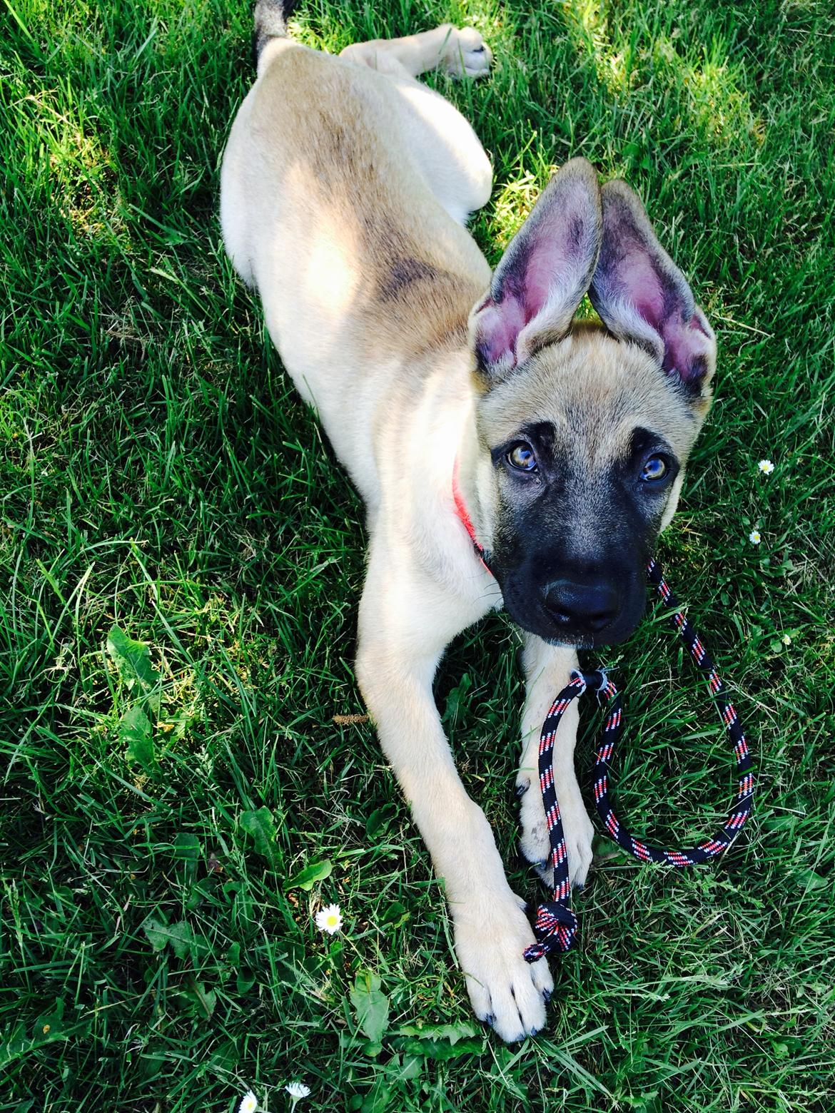 Schæferhund Chino billede 12