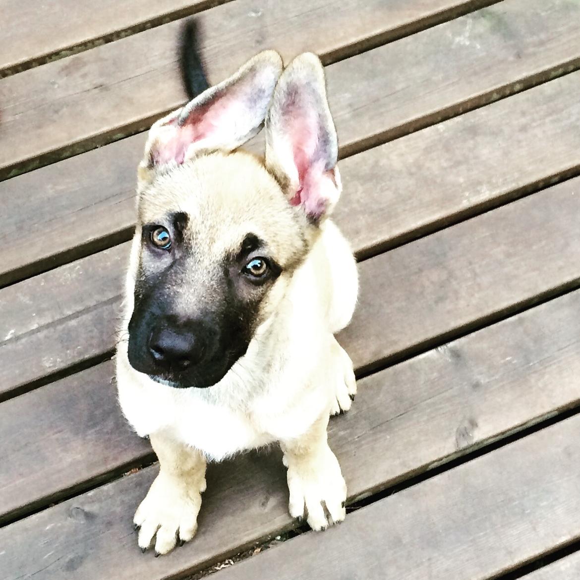 Schæferhund Chino billede 9