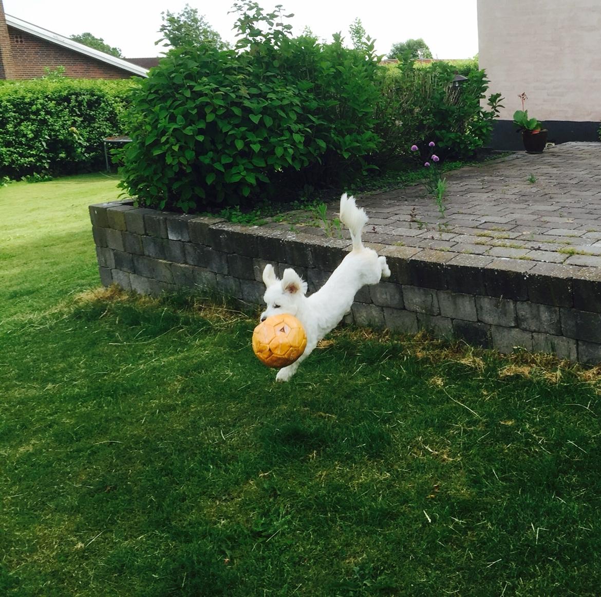 Coton de tulear Molly billede 17