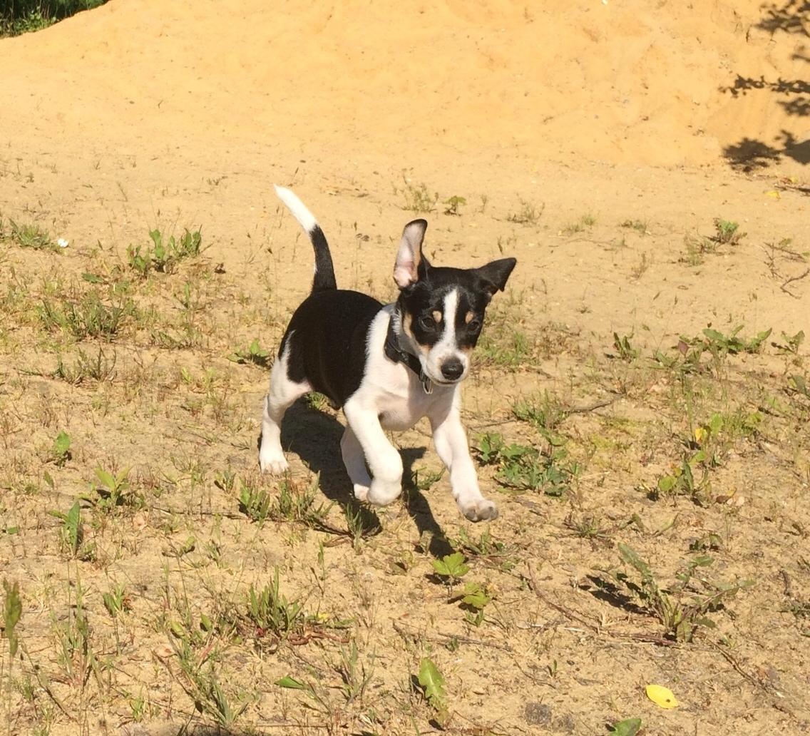 Dansk svensk gaardhund Ezio billede 15
